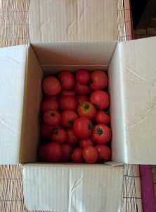 和歌山のトマト